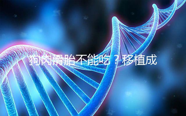 狗肉滑胎不能吃?移植成功后能不能吃狗肉答案看這里