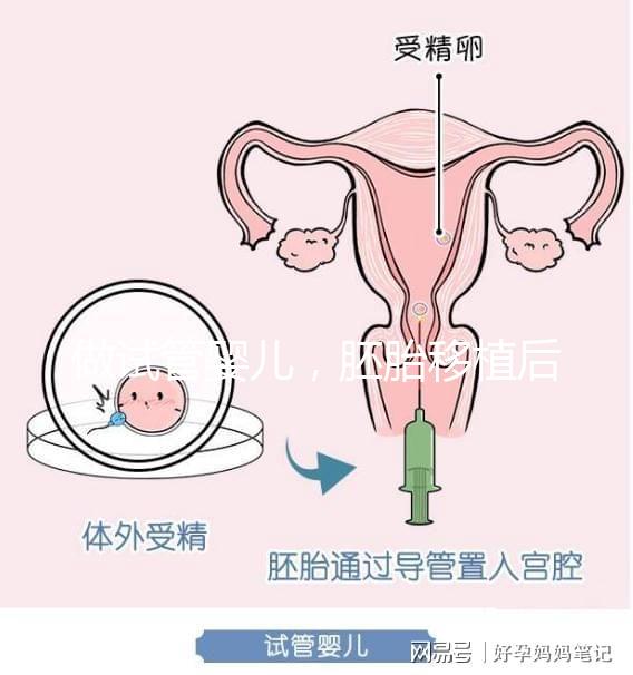 做試管嬰兒,胚胎移植后懷孕周期和預產期怎么算