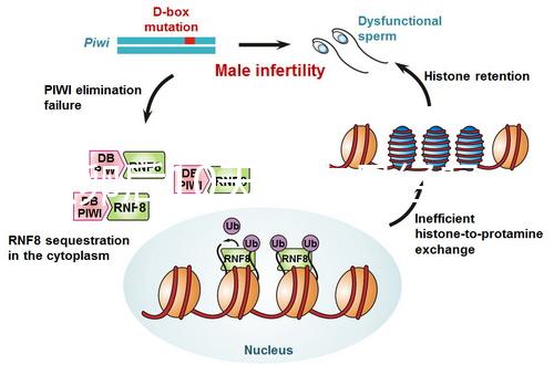 取卵后10天會來月經嗎?快拿小本本記好準確時間