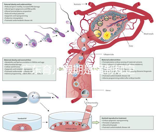 廣東育兒假期是強制規定!深圳包不包括雙休日這均有答復