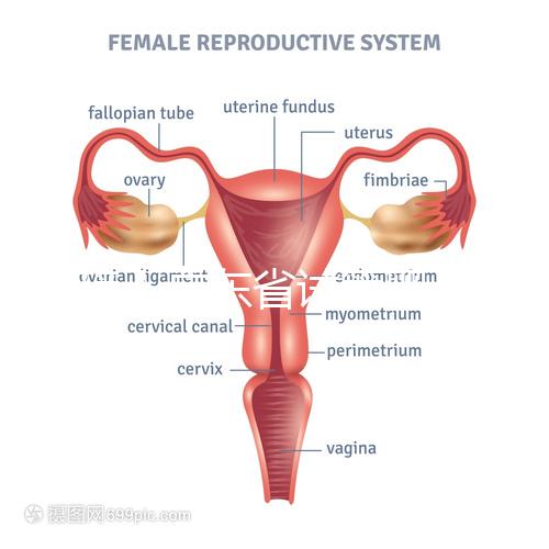 重磅！廣東省試管嬰兒納入醫(yī)保報(bào)銷 10.1執(zhí)行（附政策解讀）