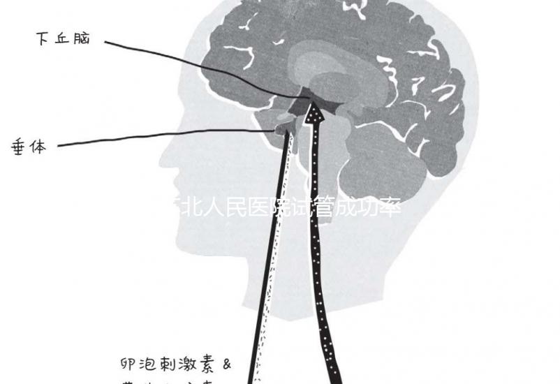 蘇北人民醫院試管成功率首次公開！3大案例分享助孕體驗