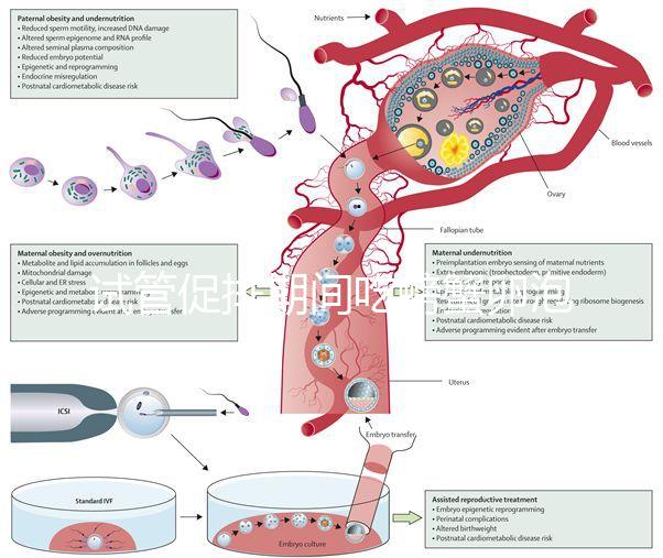 試管促排期間吃螃蟹卵泡不長(zhǎng)了?食用后究竟會(huì)怎樣一看便知