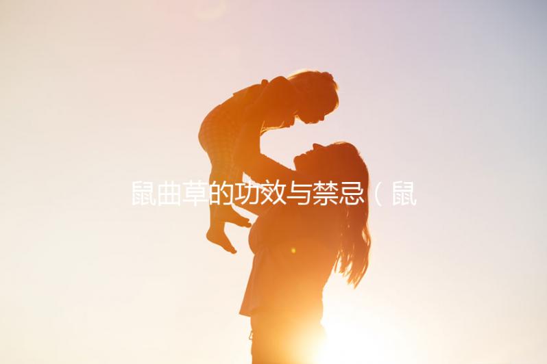 鼠曲草的功效與禁忌（鼠曲草干的功效與作用）